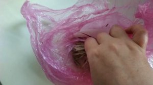 КАТАЛЬПА. Размножение черенками и семенами