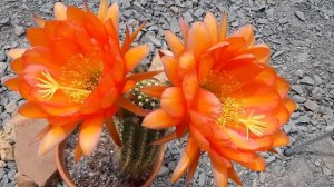 Cactus Jerk Preview Teaser for S1E232 Orange Monster Flower