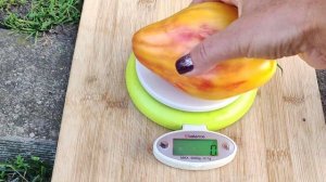 Сорт томата - Жёлтый Тюльпан сердце .