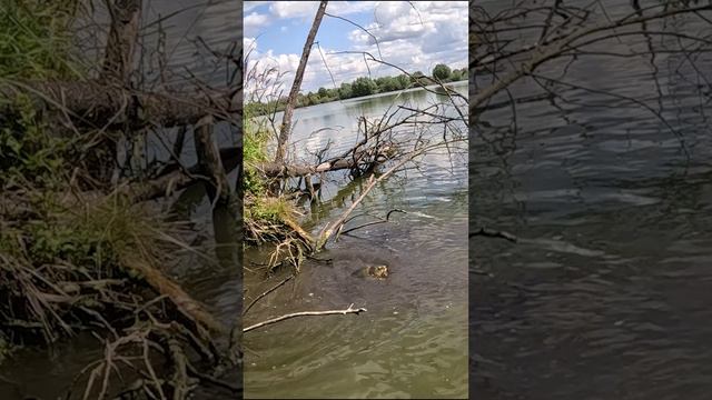 Карп с ЛЮТОГО КОРЯЖНИКА. Рыбалка на боковой кивок