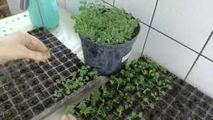 Черенкование хризантемы мультифлора. 100% способ сделать много черенка 🌱