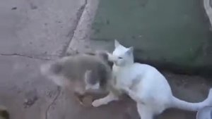 Молодой гусь vs кот