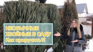 Почему не укрываете хвойные, они же сгорят? Обзор хвойных в снежном саду с названиями ?