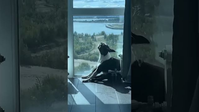 питомник бостон терьеров в москве и московской области #bostonterrier #бостонтерьер #puppy