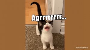 Funny CATS Of The Weekend To Improve Your Mood - Funniest Cat Videos