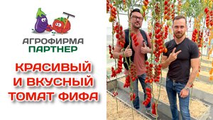 Красивый и вкусный томат Фифа