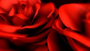 Футаж Розы 1