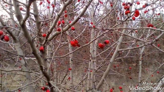Боярышник осенью. Hawthorn in the autumn. смотреть онлайн