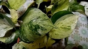 Комнатные растения. Обзор сциндапсусов и ампельных филодендронов.