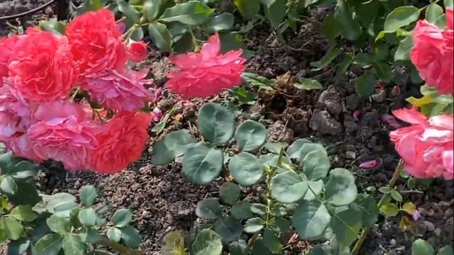 Обзор роз на моем участке 2021!!! смотреть онлайн