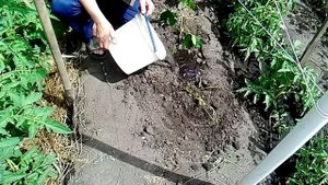 Всё про виноград. Как разводить виноград