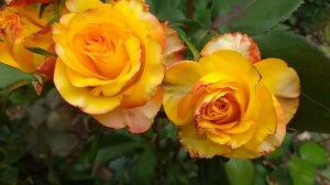 СРЕЗОЧНЫЕ РОЗЫ 19 сортов