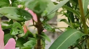 Pink hibiscus 🌺 in full bloom..in the garden