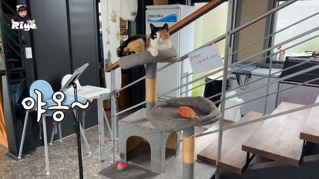 [sub] 이거 먹어도 돼요? | 생후 12개월?? смотреть онлайн