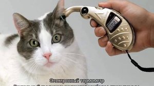 Как измерить температуру кошке в домашних условиях