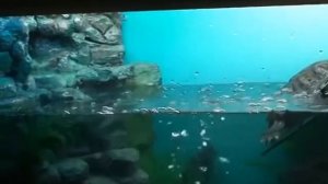 террариум для водных черепах,своими руками!