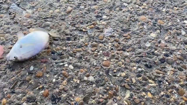 Кабардинка 2022 рыбалка у пирса Рыба клюёт смотреть онлайн