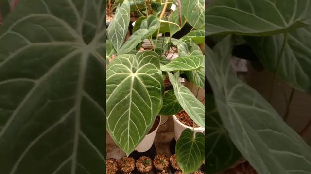 Kandang anthurium anthurium hybrid смотреть онлайн