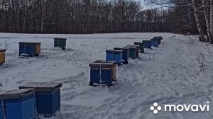 Перевозка пчел на зимовку. Ноябрь, 2021 год