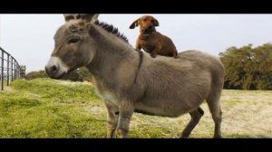 ОСЕЛ часть  5