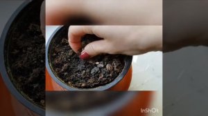 Период покоя у цикламена