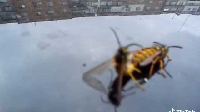 Оса и Ос #взлёт #летят #лансер9 #полоса #чпок смотреть онлайн