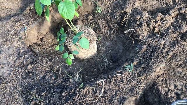 Посадка  саженцев ежевики  Честер в открытый грунт