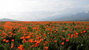 Маки в предгорьях Чуйской долины.  Горы Кыргызстана.