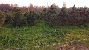 Питомник "Уссурийский Кедр"