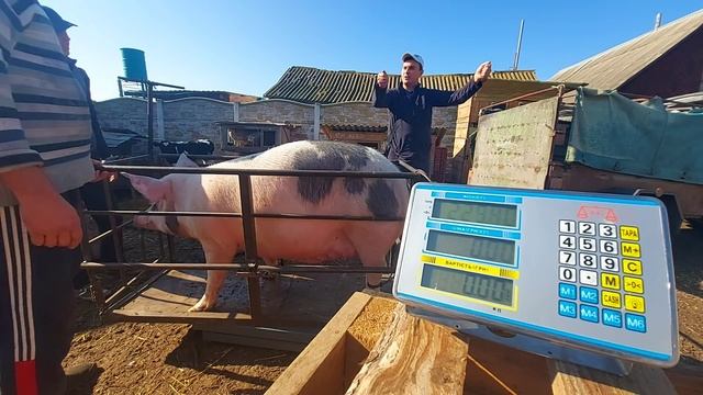 сдал свиноматку на мясо! цена за кг! сколько получил? смотреть онлайн