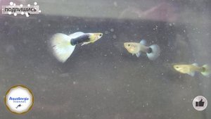 Канадские #гуппи #hb получерные / canadian #guppies (half-black)