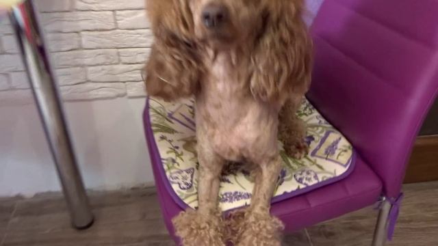 Vlog: Отдых на природе, фотосессия, скалы ● Подстригли пуделя Пальму налысо))) смотреть онлайн