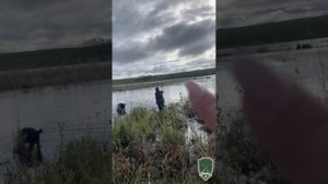 Весенняя охота на селезня