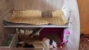 Новый стеллаж для морских свинок. Обустраиваем стеллаж