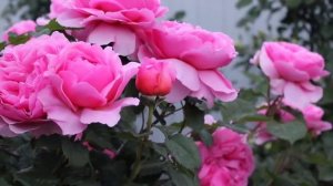 МОИ РОЗЫ 2015