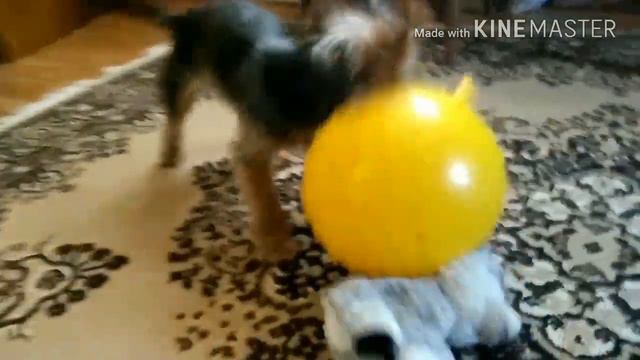 День Вики //Sofa Ice Pets// смотреть онлайн