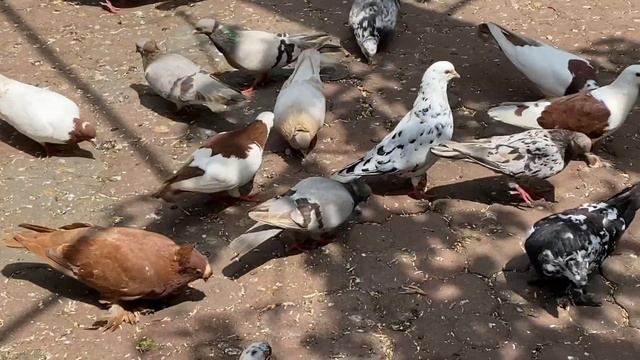 Какую масть голубей лучше разводить. Отличие белой масти голубей от темных мастей.