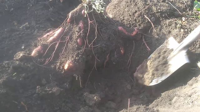 Батат испанский.Урожай фантастика! смотреть онлайн