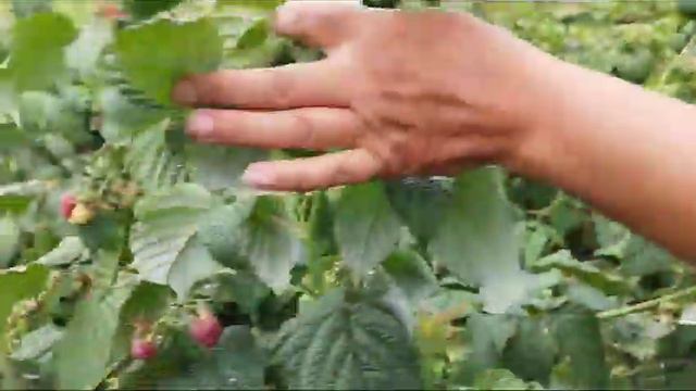 Обзор сортов малины 2023 год.