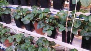 Клубника под искусственным освещением 2021.