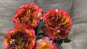 Rose Cabana