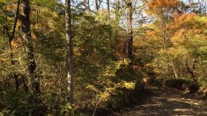 Осенний лес Приморский край, Надеждинский район