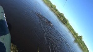Ловля щуки, (вертушка) лаки джон в действии(3)