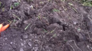 уборка моркови сорт каскад