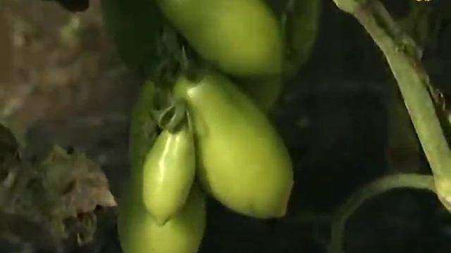 Сорта томатов Толстый боцман и Ампир смотреть онлайн