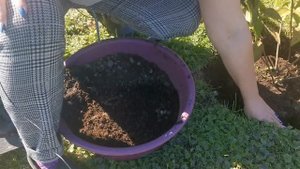 Как посадить  метельчатую гортензию осенью