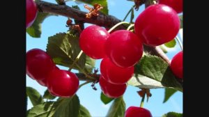 3 ПоспелиВишни.mp4