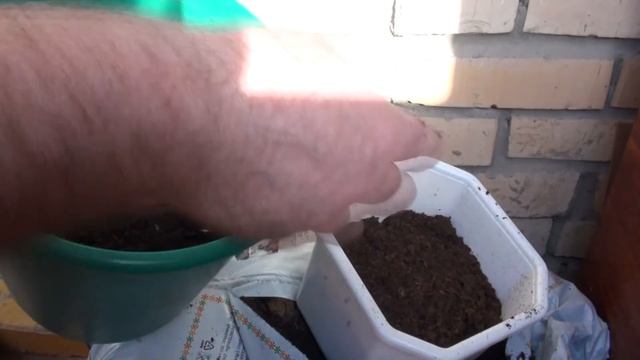 Пикировка томата Каменный цветок смотреть онлайн