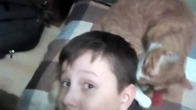 Кот лижет голову смотреть онлайн