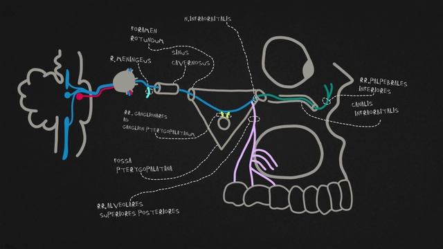 Тройничный нерв. Часть 2 - верхнечелюстной нерв. смотреть онлайн
